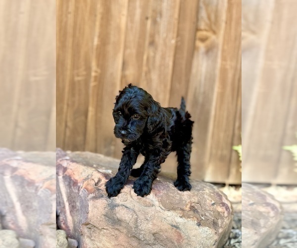 Medium Photo #31 Goldendoodle (Miniature) Puppy For Sale in HALTOM CITY, TX, USA