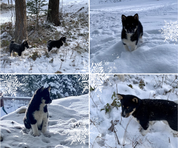 Medium Photo #1 Shiba Inu Puppy For Sale in LIBBY, MT, USA