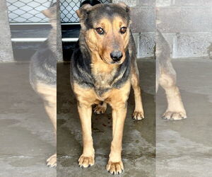 Mutt Dogs for adoption in Las Vegas, NM, USA