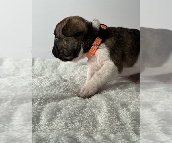 Medium Photo #11 French Bulldog Puppy For Sale in OLYMPIA, WA, USA