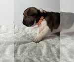 Small Photo #11 French Bulldog Puppy For Sale in OLYMPIA, WA, USA
