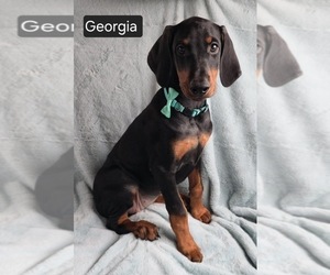 Doberman Pinscher Puppy for sale in POMEROY, OH, USA