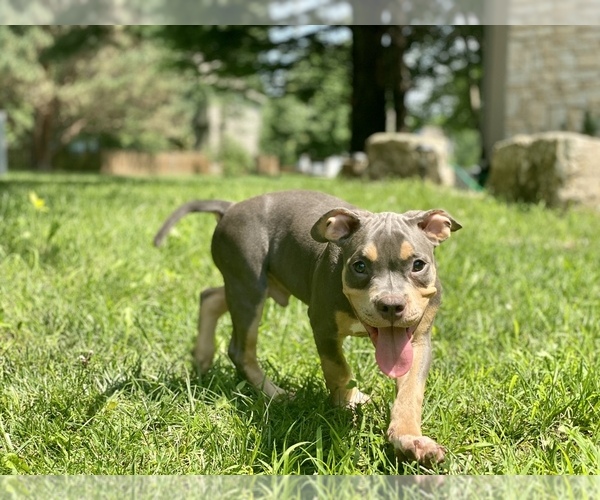Medium Photo #2 American Bully Puppy For Sale in OVERLAND, KS, USA