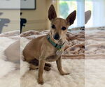 Small #19 Chihuahua
