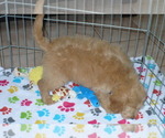 Small Photo #3 Goldendoodle (Miniature) Puppy For Sale in ORO VALLEY, AZ, USA