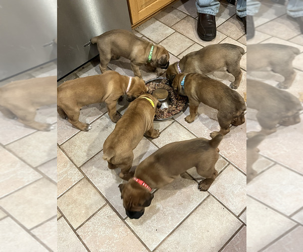 Medium Photo #1 Boerboel-Cane Corso Mix Puppy For Sale in MARION, OH, USA