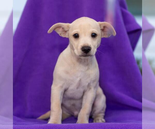 Medium Photo #11 Chug Puppy For Sale in San Diego, CA, USA