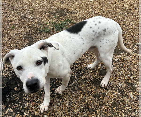 Medium Photo #3 American Bulldog-Pointer Mix Puppy For Sale in Anniston, AL, USA