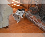 Small Photo #9 Pom-Shi Puppy For Sale in DINWIDDIE, VA, USA