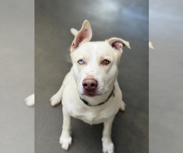 Medium Photo #1 Labsky Puppy For Sale in Santa Maria, CA, USA