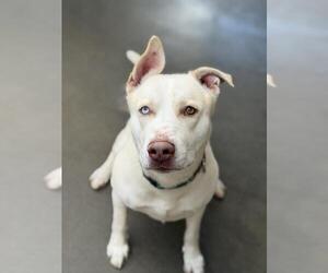 Labsky Dogs for adoption in Santa Maria, CA, USA