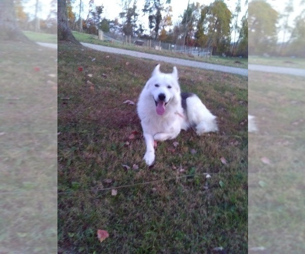 Medium Photo #2 German Shepherd Dog-Siberian Husky Mix Puppy For Sale in HOLMESVILLE, OH, USA