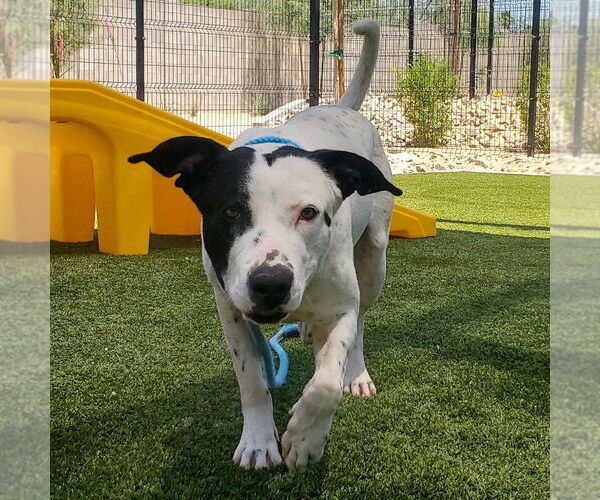 Medium Photo #4 Mutt Puppy For Sale in Vail, AZ, USA