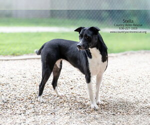 Stella - Female Retriever -Unknown Mix Dog for Adoption - Photo #6