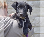 Small #4 Mutt