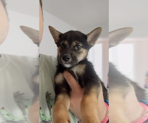 Shiba Inu Puppy for Sale in LOS ANGELES, California USA