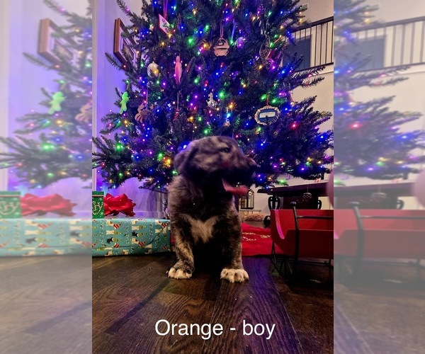 Medium Photo #4 Anatolian Shepherd Puppy For Sale in GERMANTON, NC, USA