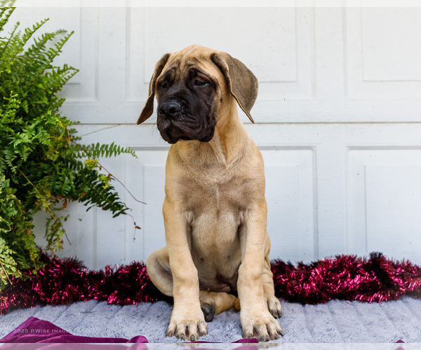 Medium Photo #12 Mastiff Puppy For Sale in WAKARUSA, IN, USA
