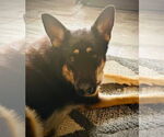 Small German Shepherd Dog