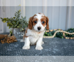 Puppy Bri Cavapoo