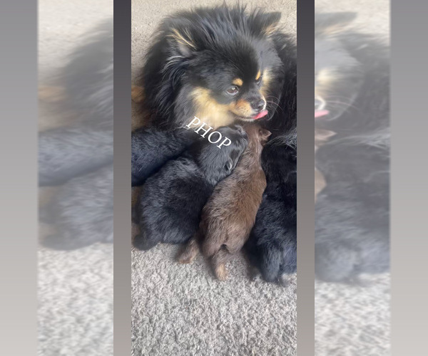 Medium Photo #1 Pomeranian Puppy For Sale in LEHIGH ACRES, FL, USA