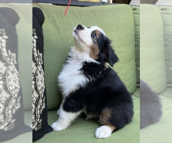 Medium Photo #4 Miniature Australian Shepherd Puppy For Sale in LA CANADA FLINTRIDGE, CA, USA