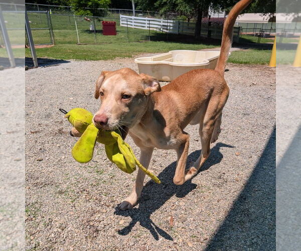 Medium Photo #3 Mutt Puppy For Sale in Shelburne, VT, USA