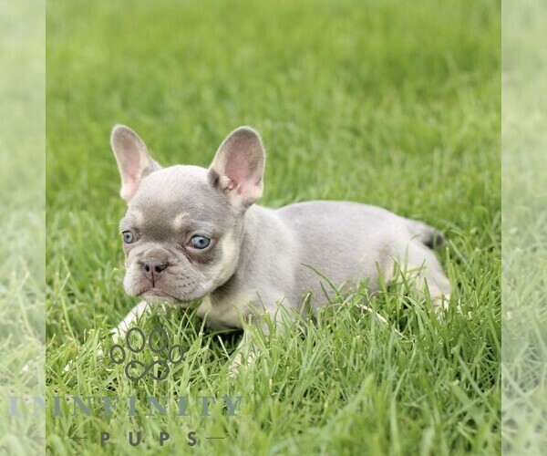 Medium Photo #3 French Bulldog Puppy For Sale in GORDONVILLE, PA, USA