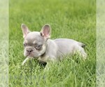 Small #2 French Bulldog