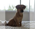 Small #2 Mutt