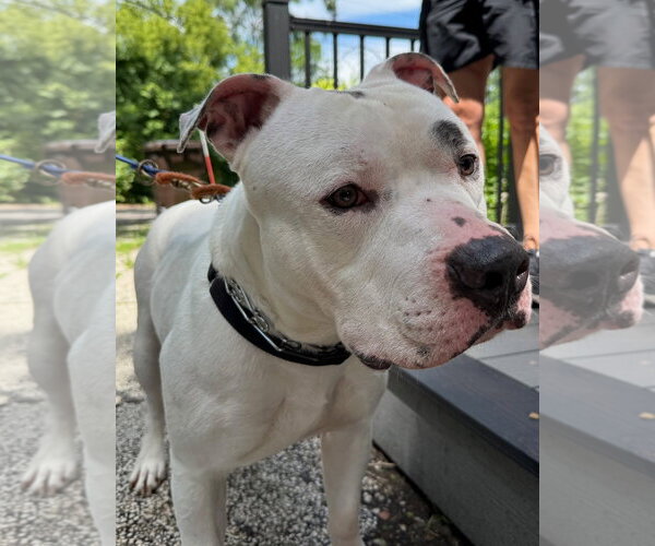 Medium Photo #4 American Pit Bull Terrier Puppy For Sale in Techny, IL, USA