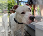 Small #3 American Pit Bull Terrier