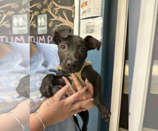 Medium Photo #5 American Pit Bull Terrier-Labrador Retriever Mix Puppy For Sale in Shermans Dale, PA, USA