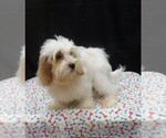 Jacky - Female Shih-Poo Puppy for Sale - Photo #5