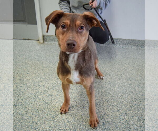 Medium Photo #4 Labrottie Puppy For Sale in Huntley, IL, USA