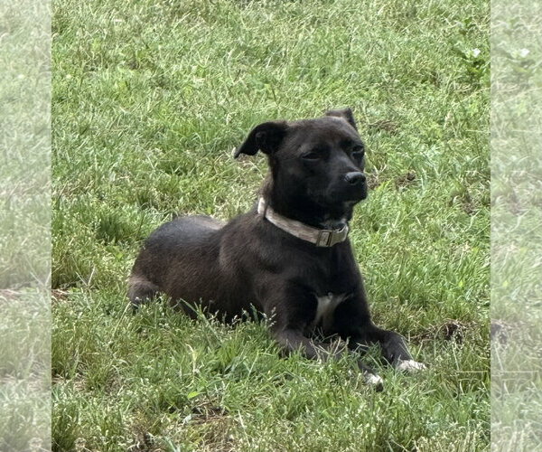 Medium Photo #3 Chihuahua-Unknown Mix Puppy For Sale in Cary, NC, USA