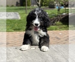 Small #4 Bernedoodle