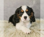 Small #1 Bernese Mountain Dog-Cavalier King Charles Spaniel Mix