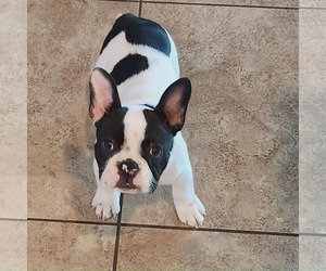 French Bulldog Puppy for sale in LAS VEGAS, NV, USA