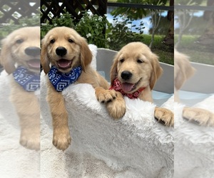 Golden Retriever Puppy for Sale in PALMETTO, Florida USA