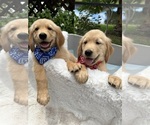 Small Golden Retriever