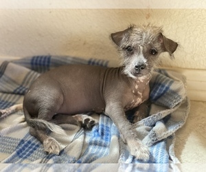 Chinese Crested Puppy for sale in CALIF CITY, CA, USA