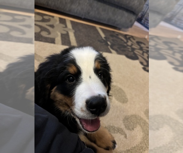 Medium Photo #3 Bernese Mountain Dog Puppy For Sale in BAYARD, NE, USA