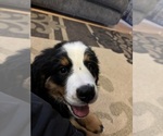 Small #2 Bernese Mountain Dog