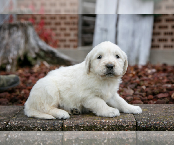 Medium Photo #1 English Cream Golden Retriever Puppy For Sale in ORRVILLE, OH, USA