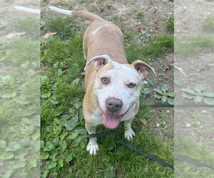 American Pit Bull Terrier Dogs for adoption in Brewster, NY, USA