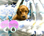 Puppy Holly Dachshund