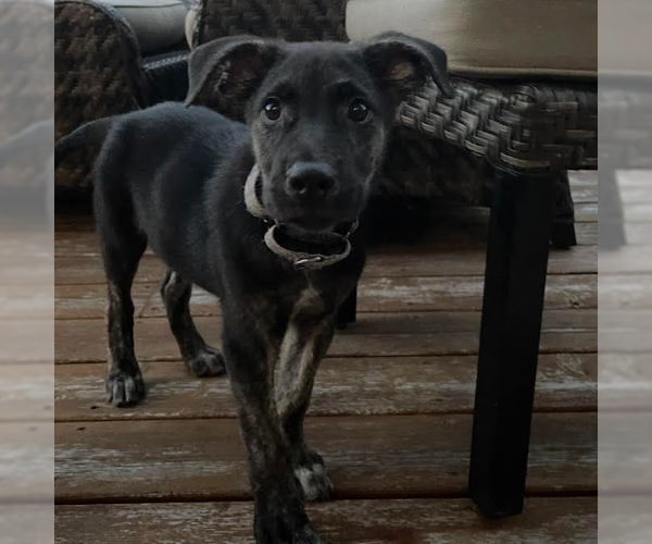 Medium Photo #2 Mountain Cur-Unknown Mix Puppy For Sale in Brooklyn Center, MN, USA