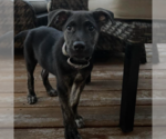Small #1 Mountain Cur Mix