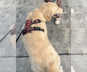 Golden Retriever Puppy for sale in LAUDERHILL, FL, USA